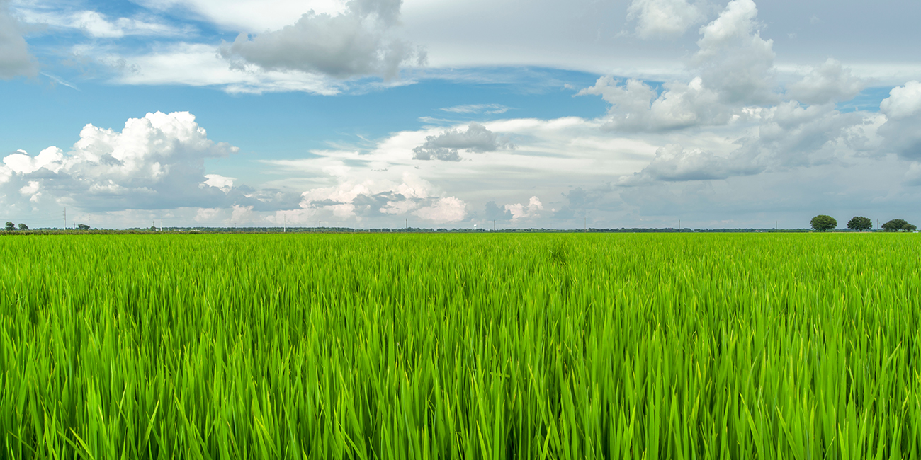 Заливное поле. Рис Texas. Rice Production fields. Louisiana Rice fields. Vast Greeny Rolling Paddy field.