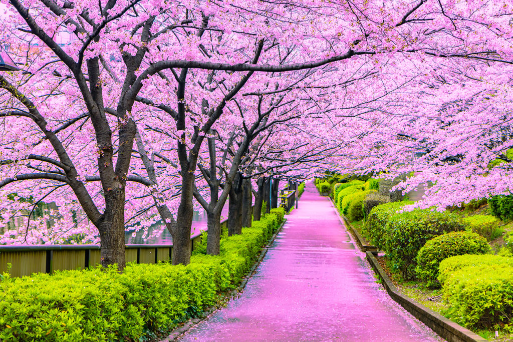 Spring in Tokyo